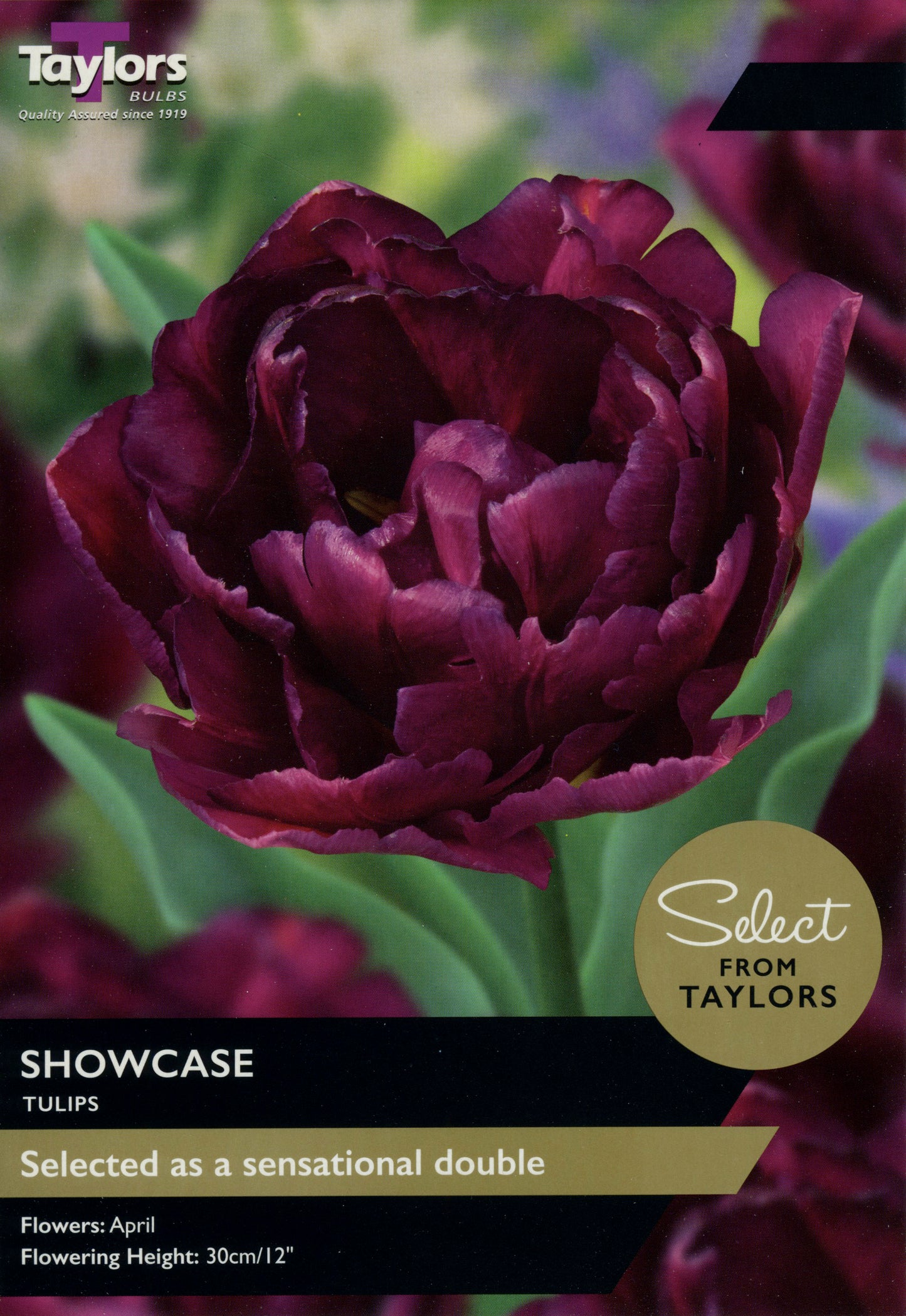 Select from Taylors Showcase Tulip