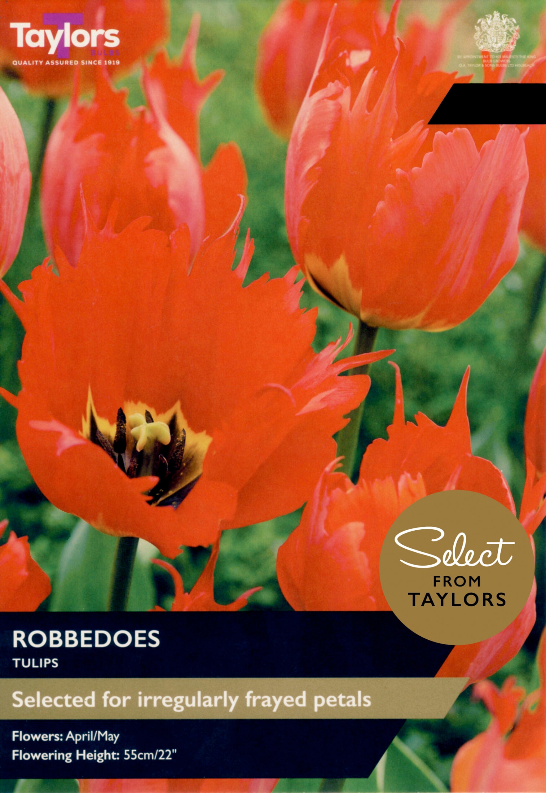 Taylors Bulbs Select Tulip Robbedoes retail pack showing a close-up of vibrant orange-scarlet tulips with wildly frayed, jagged petal edges and a golden base.