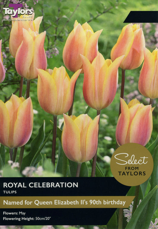 Tulips Royal Celebration Pre Pack