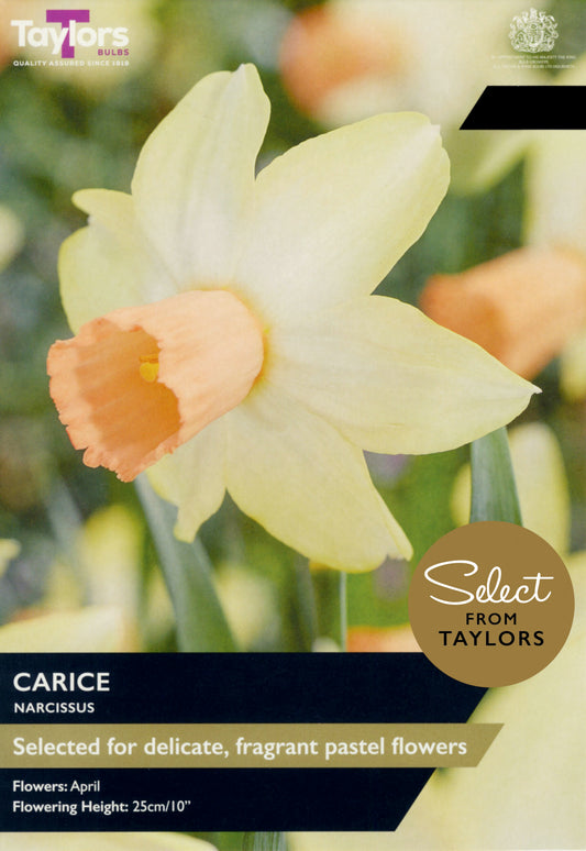 Taylors Bulbs Select Narcissus Carice retail pack showing a close-up of an elegant dwarf daffodil flower with pale primrose-yellow petals and a ruffled apricot-pink trumpet.
