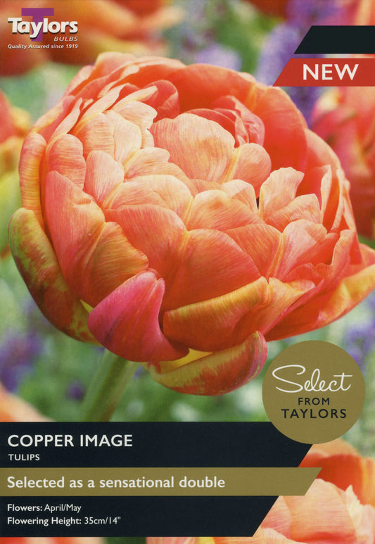 Select from Taylors Copper Image Tulips