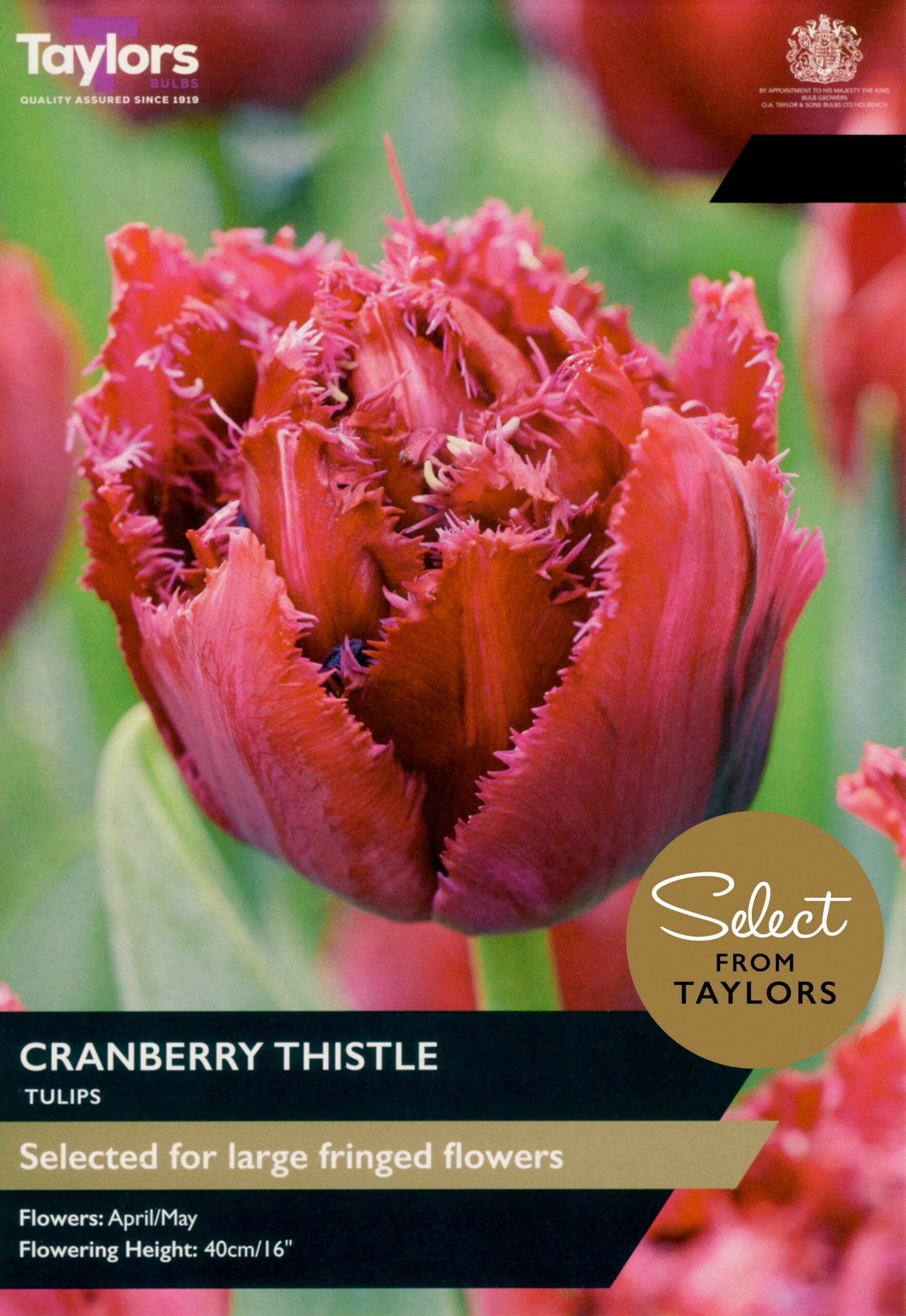 Taylors Bulbs Select Tulip Cranberry Thistle retail pack showing a close-up of a large, heavy double tulip flower with deeply fringed cranberry-red petals.