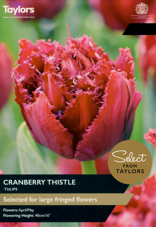 Taylors Bulbs Select Tulip Cranberry Thistle retail pack showing a close-up of a large, heavy double tulip flower with deeply fringed cranberry-red petals.