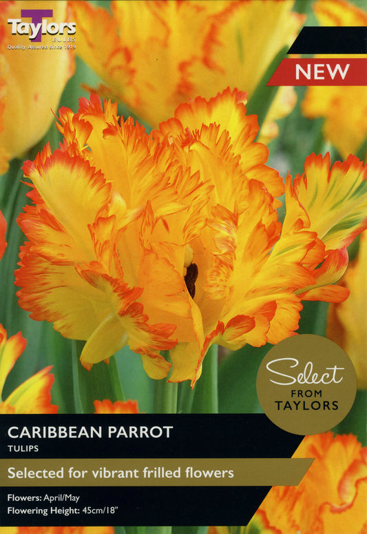 Select from Taylors Caribbean Parrot Tulip Pre Pack