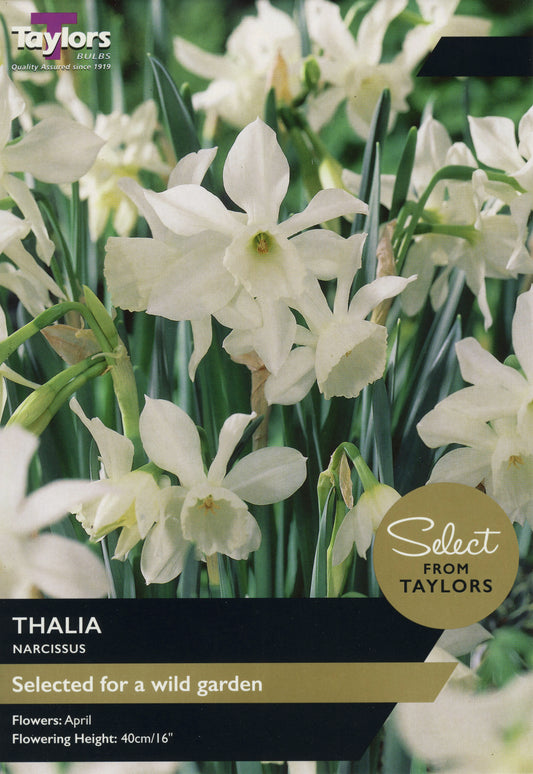Select from Taylors Narcissius Thalia
