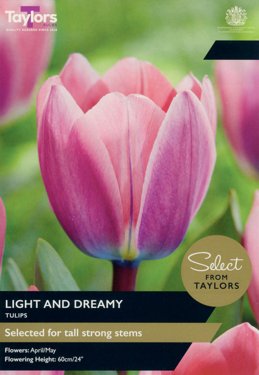 Taylors Bulbs - Tulip Light And Dreamy - 12Up