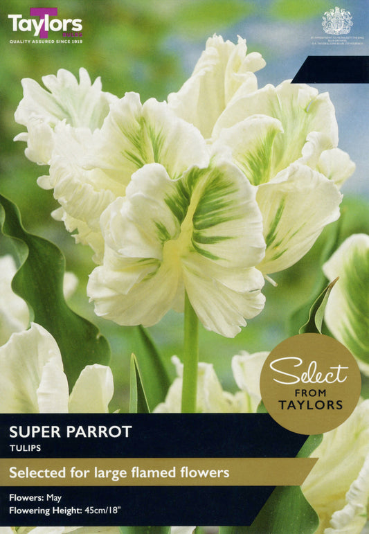 Taylors Bulbs - Tulip Super Parrot
