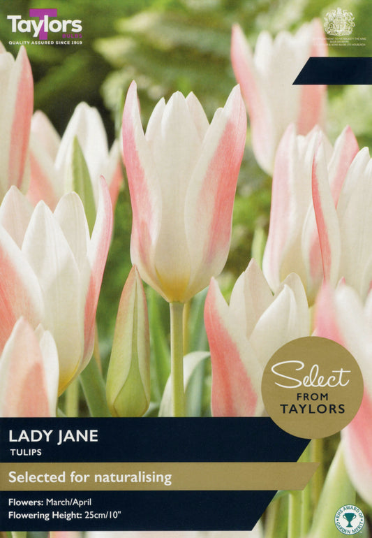 Taylors Bulbs Select Tulip Lady Jane retail pack showing a group of slender, elegant tulips with candy-pink exterior margins and white inner petals.