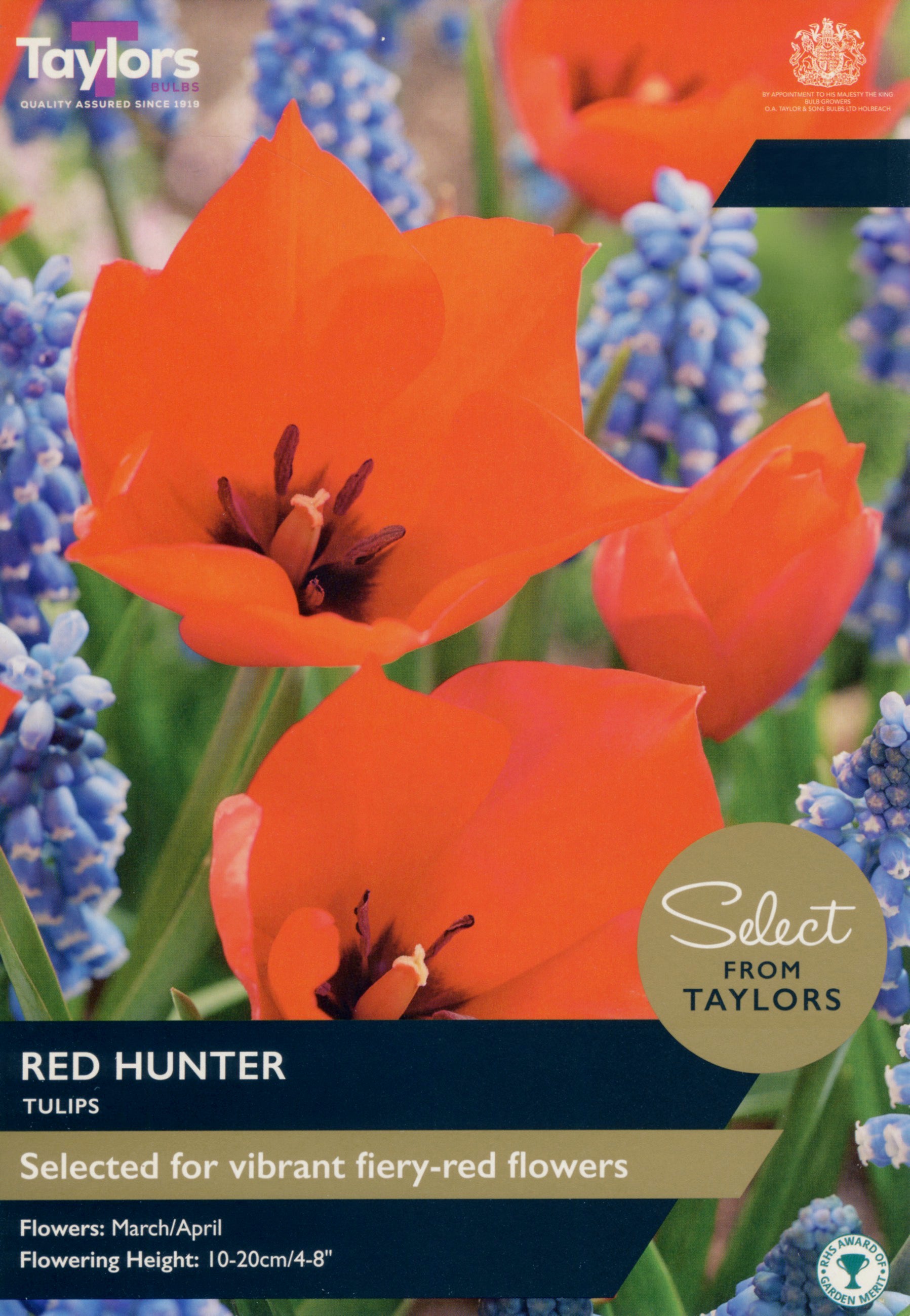 Taylors Bulbs - Tulip Red Hunter - 6Up