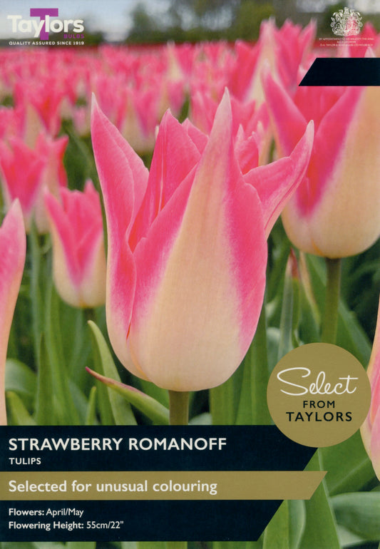 Taylors Bulbs Select Tulip Strawberry Romanoff retail pack showing a field of elegant, fluted tulips with creamy-white bases and vivid strawberry-pink tipped petals.