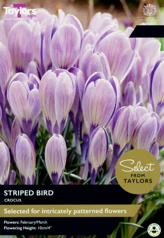Taylors Bulbs - Crocus Striped Bird - 8-9