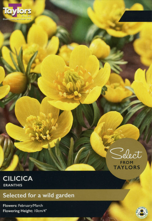 Select from Taylors Eranthis Cilicica Pre-Pack