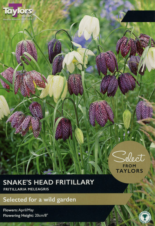 Select from Taylors Snakes Head Fritilery Fritillaria Meleagris