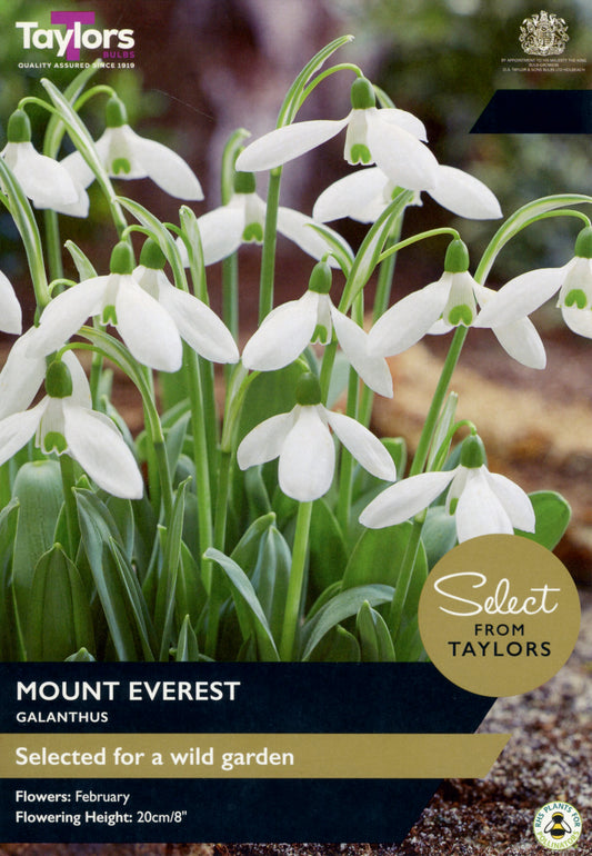 Taylors Bulbs Select Galanthus Mount Everest retail pack showing a cluster of large, elegant single white snowdrops with neat green inner markings growing among green leaves.