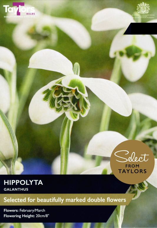 Taylors Bulbs Select Galanthus Hippolyta retail pack showing a close-up of an elegant double snowdrop flower with a densely packed, rosette-like green and white centre.