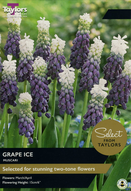 Select from Taylors Grape Ice Muscari Pre-Pack