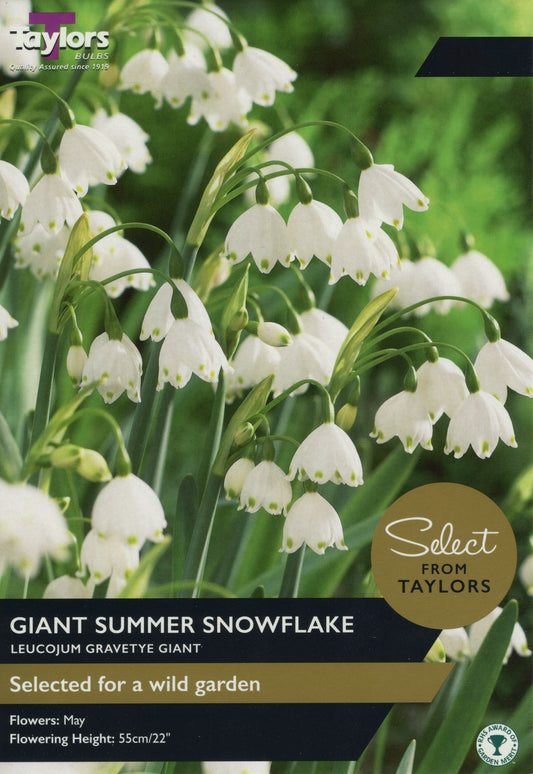 Select from Taylors Leucojum Gravetye Giant Summer Snowflake Pre-Pack