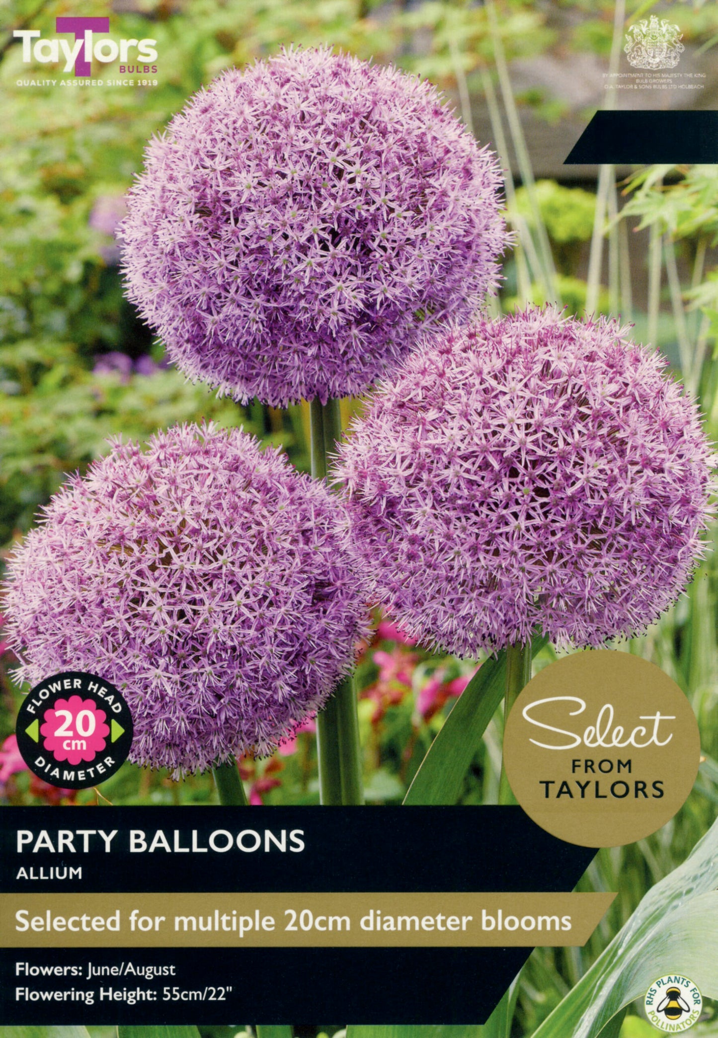 Taylors Bulbs Select Allium Party Balloons retail pack showing three large, perfectly round, dense purple ornamental onion flower heads on strong green stems.