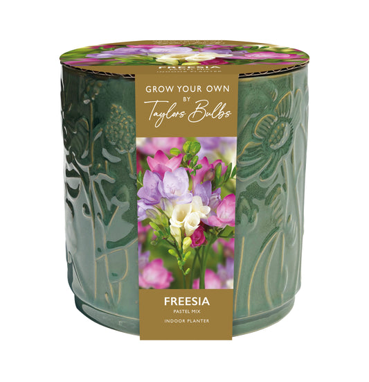 Taylors Bulbs Freesia Pastel Mix Indoor Planter