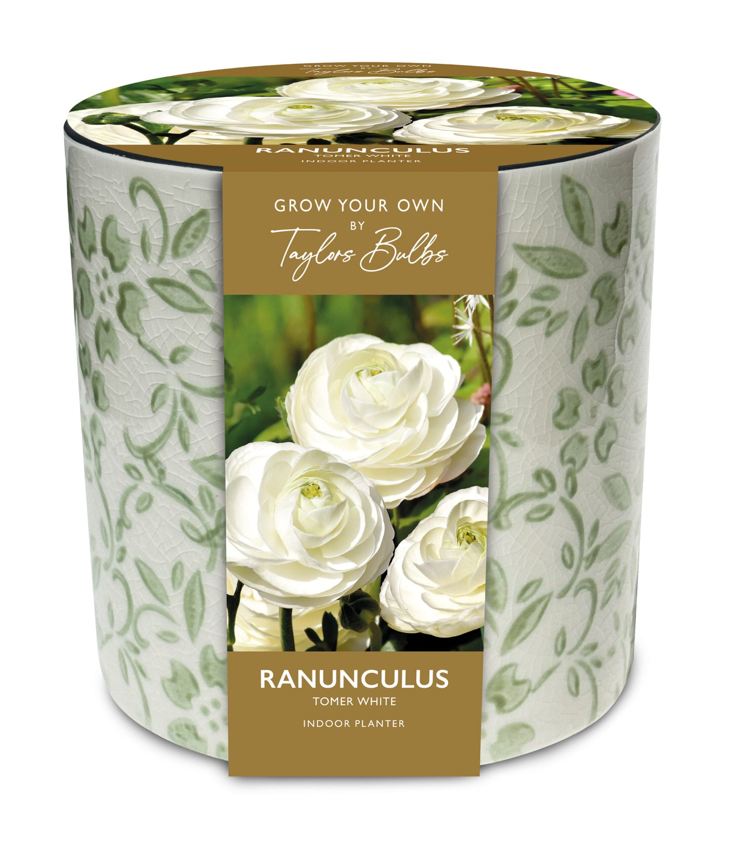 Taylors Bulbs Ranunculus Tomer White Indoor Planter