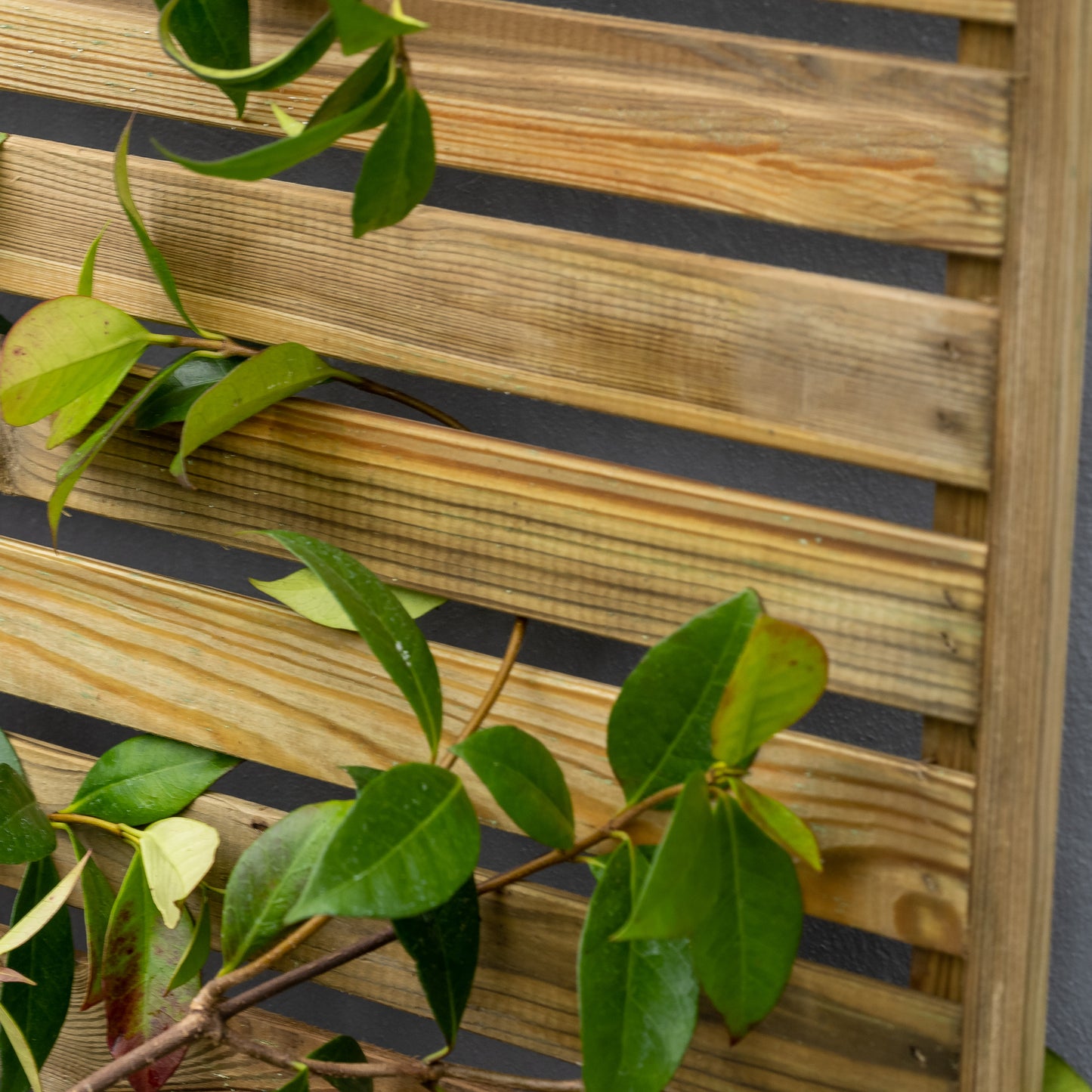 Forest Garden Slatted Trellis