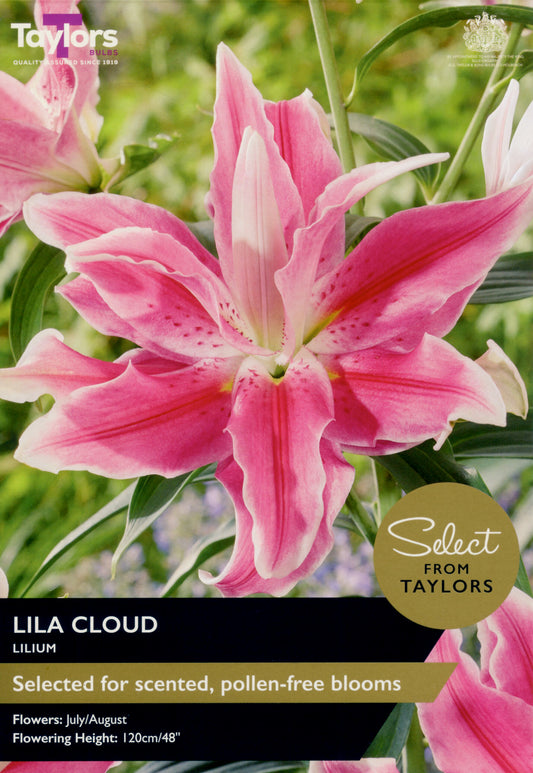 Taylors Bulbs Lila Cloud Lilium