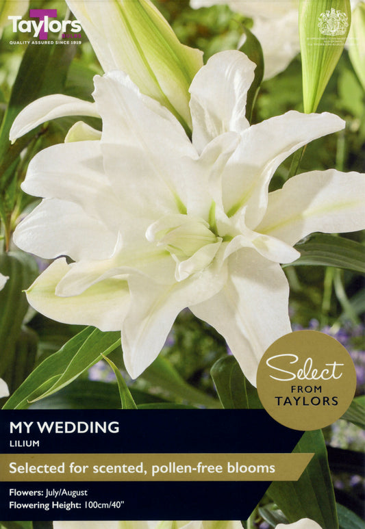 Taylors Bulbs My Wedding Lilium