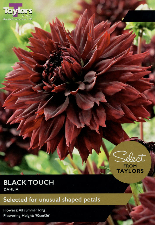 Select from Taylors Black Touch Dahlia