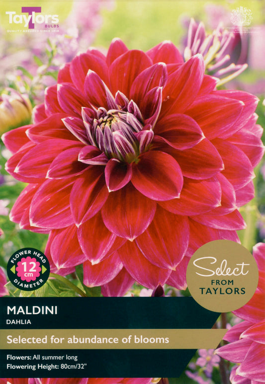 Taylors Bulbs Maldini Dahlia