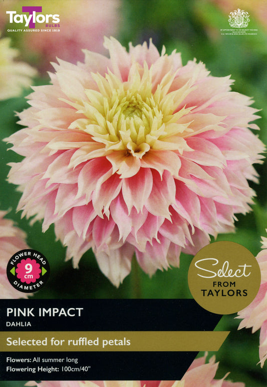 Taylors Bulbs Pink Impact Dahlia
