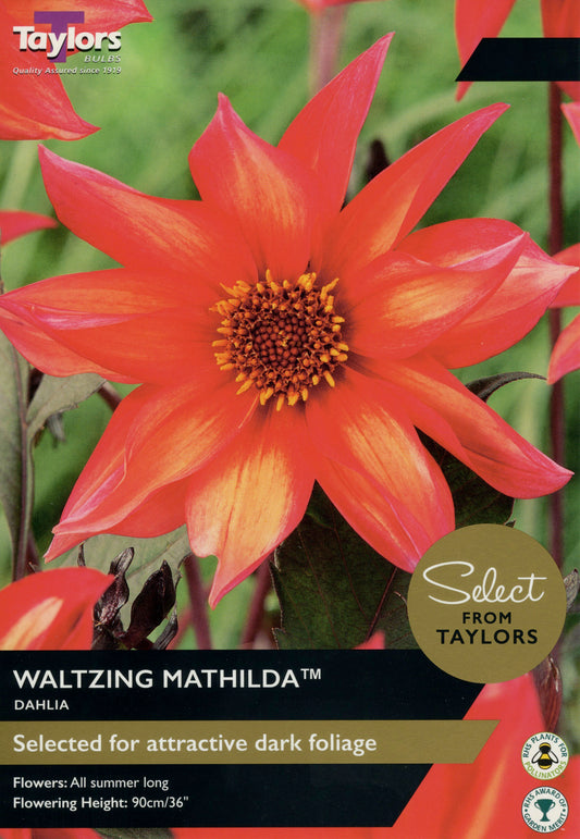 Select from Taylors Waltzing Mathilda Dahlia