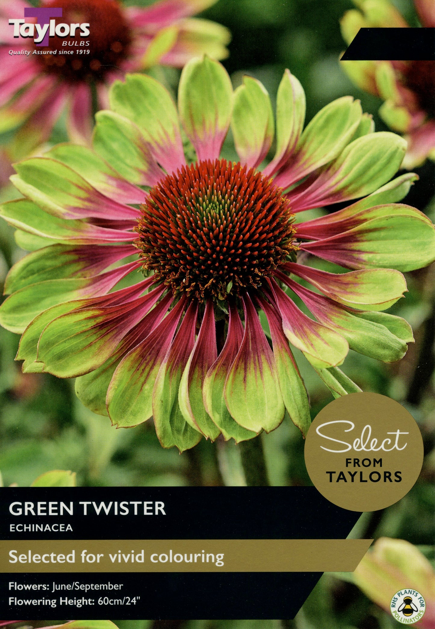 Select from Taylors Green Twister Echinacea