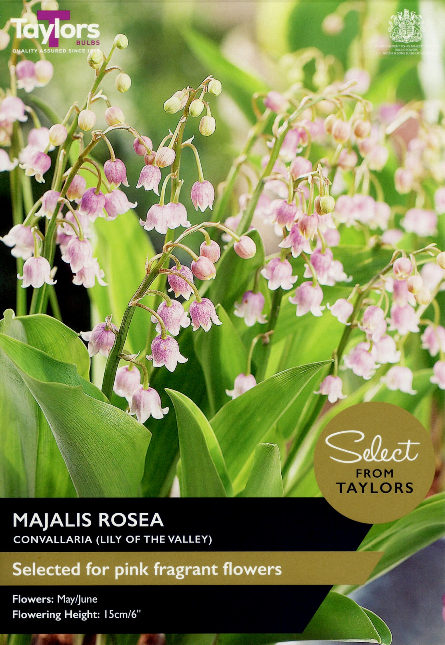 Select from Taylors Convallaria Majalis Rosea Pre-Pack