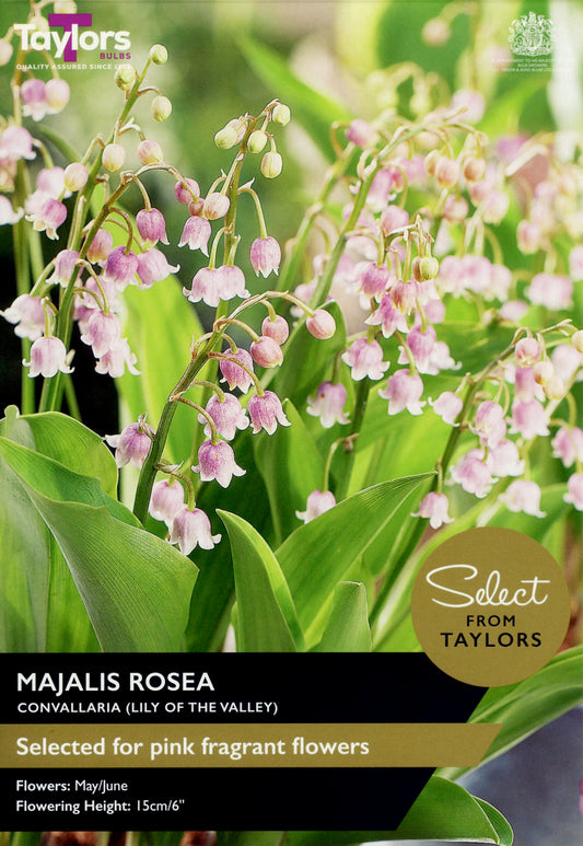 Select from Taylors Convallaria Majalis Rosea Pre-Pack