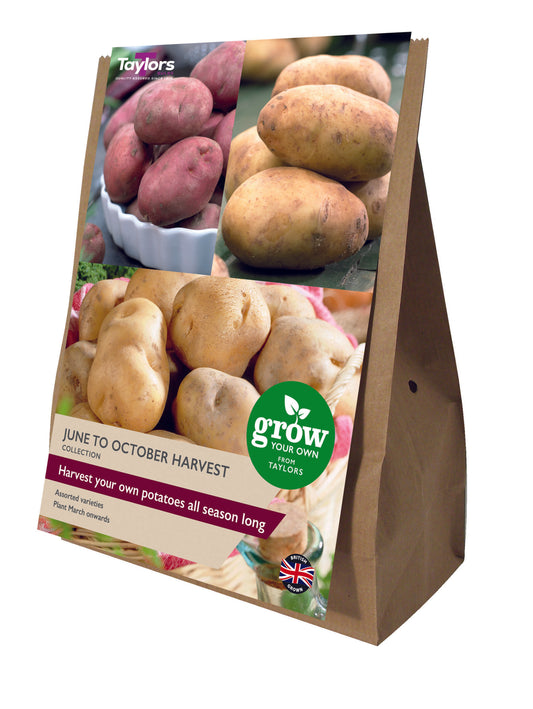 Taylors Bulbs June to October Harvest Collection