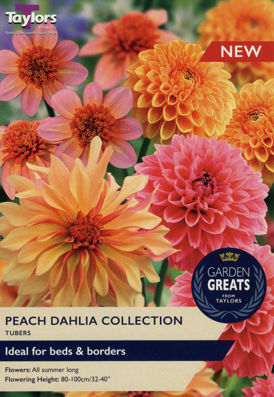 Garden Greats from Taylors Peach Dahlia Collection Tubers