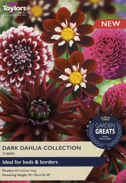 Garden Greats from Taylors Dark Dahlia Collection Tubers