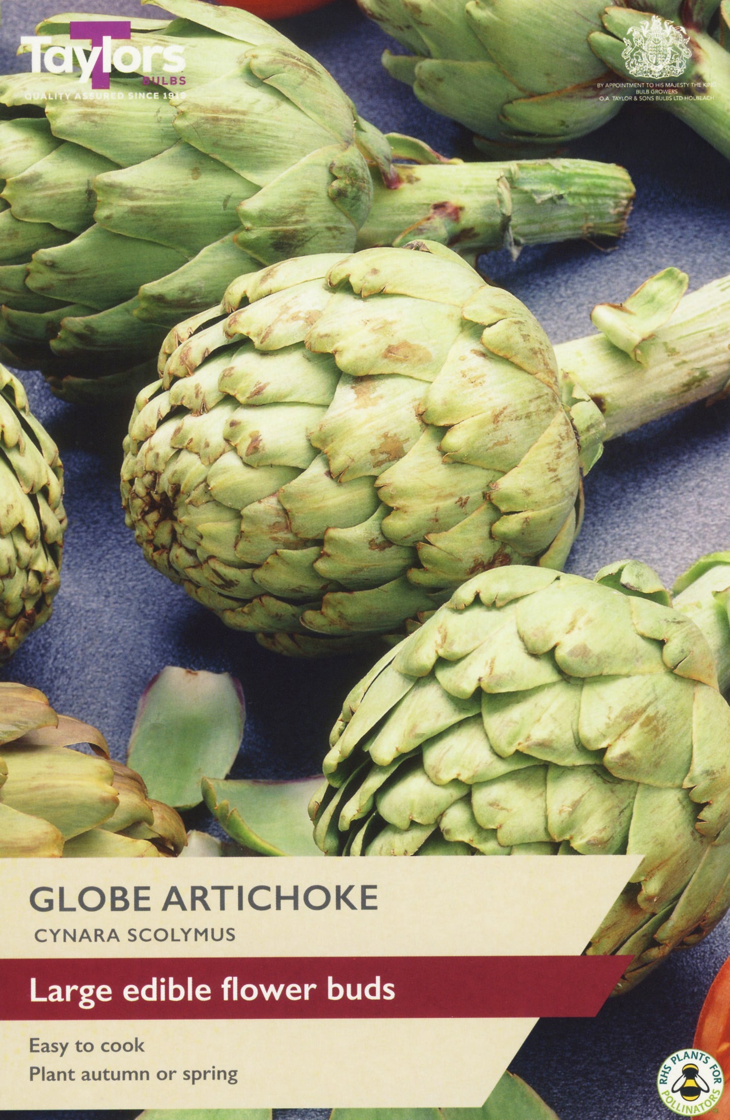 Taylors Bulbs Globe Artichoke Cynara Scolymus