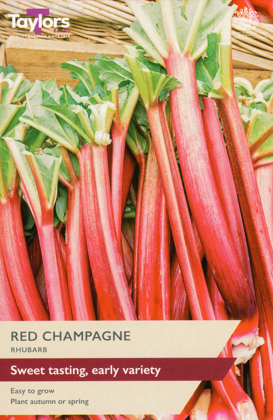 Taylors Bulbs Red Champagne Rhubarb