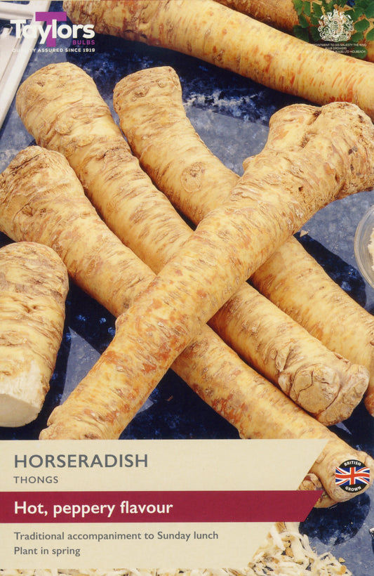 Taylors Bulbs Horseradish Thongs (2-Pack)