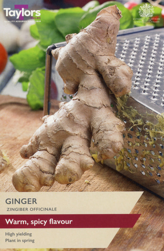 Taylors Bulbs Ginger Zingiber Officinale