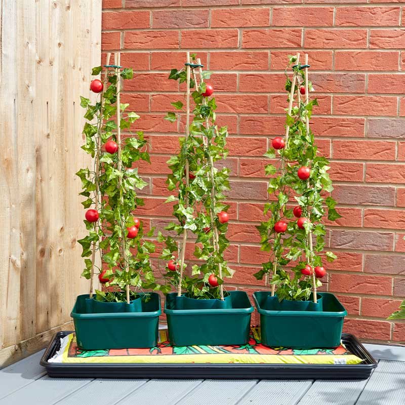 Smart Garden Gro-Box - Triple Pack