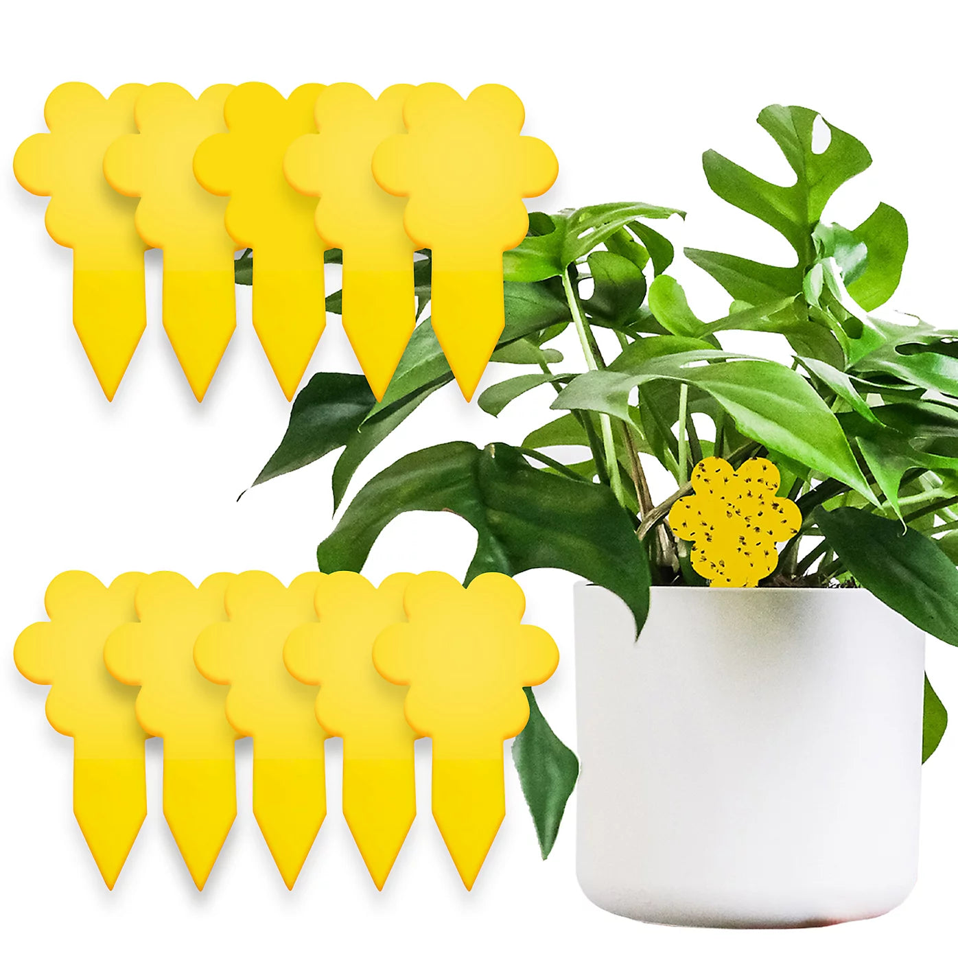 Super Ninja Fungus Gnat Killer Yellow Sticky Traps 10-Pack