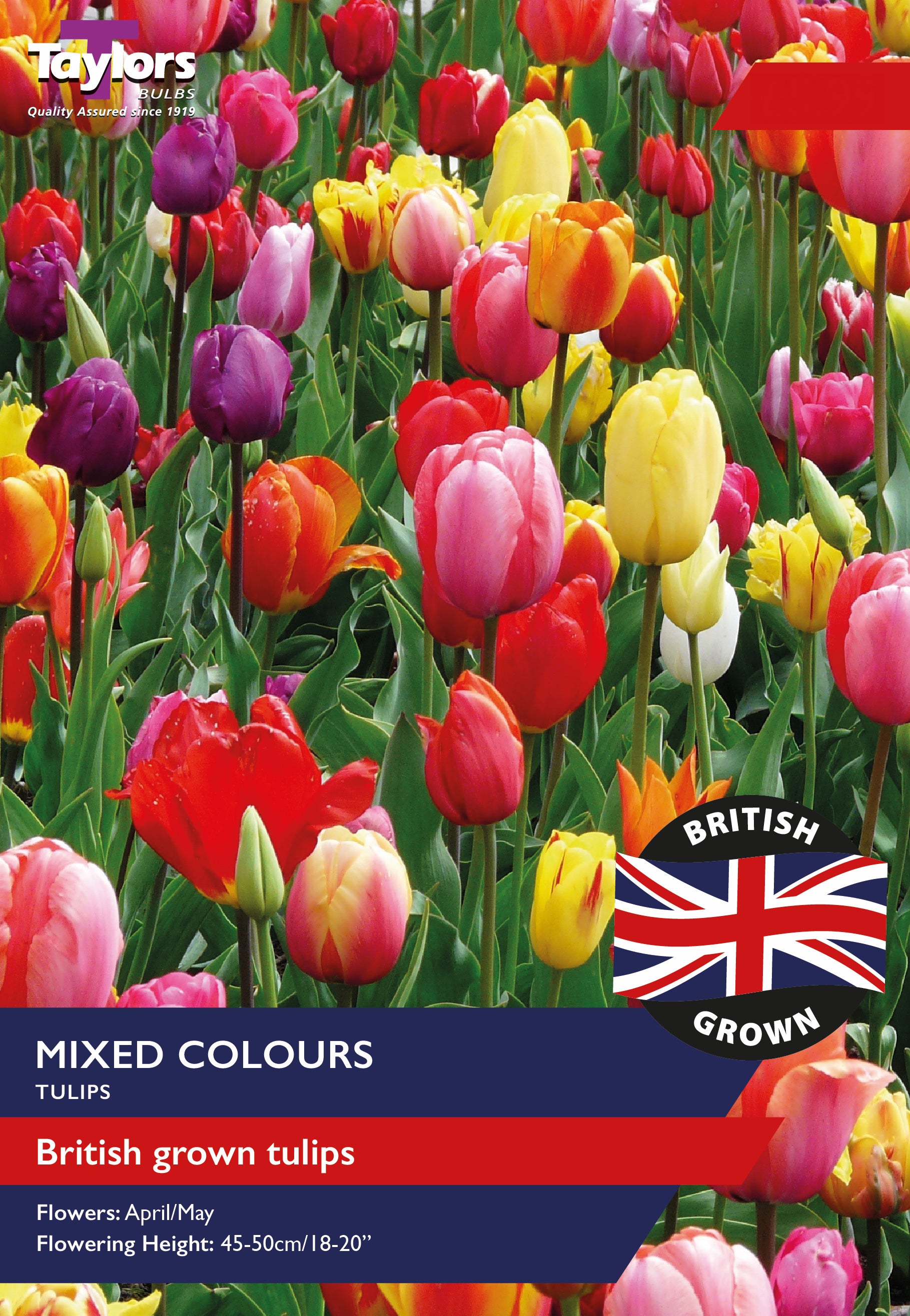 Taylors Bulbs - British Grown Mixed Tulips