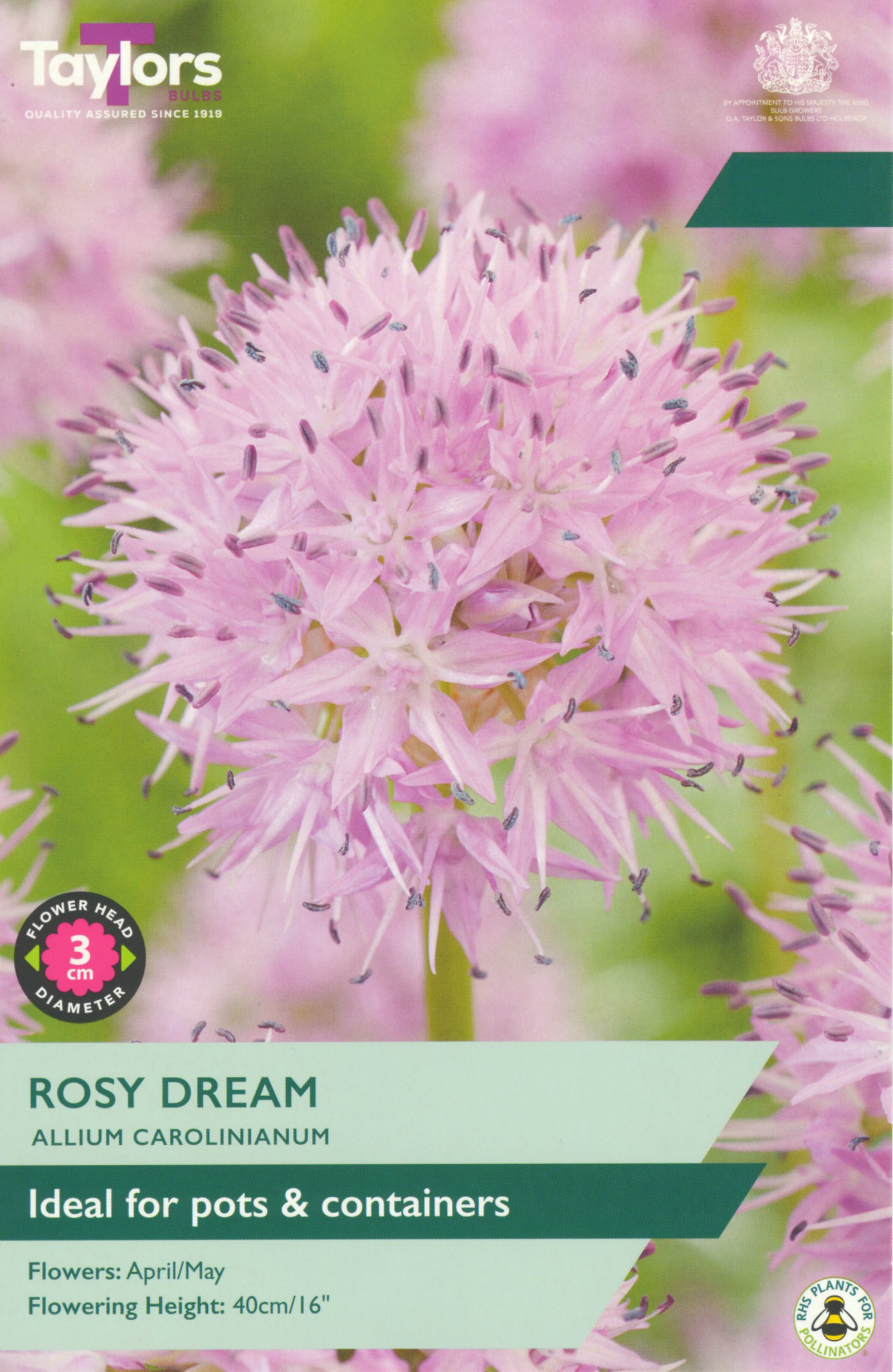 Taylors Bulbs - Allium Carolinianum Rosy Dream - 6Up