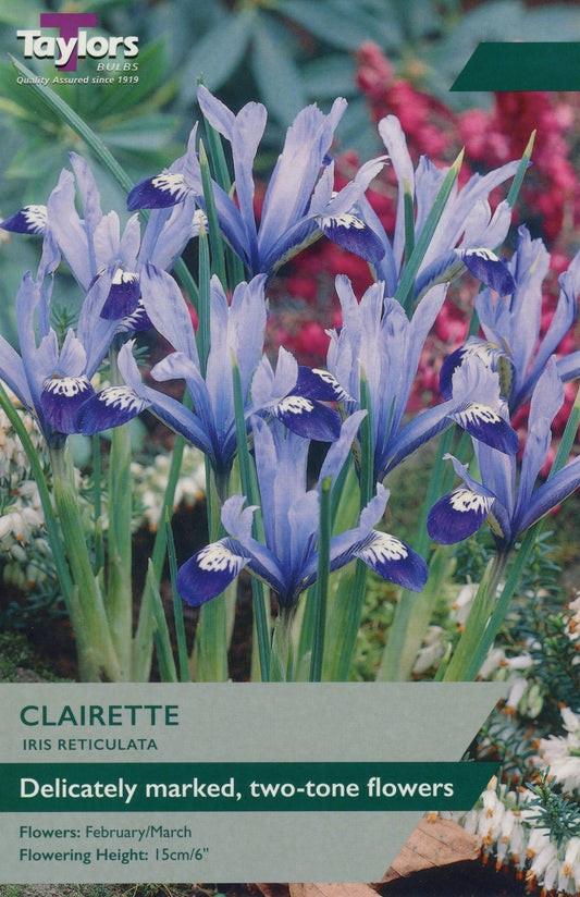 Clairette Iris Reticulata Bulbs