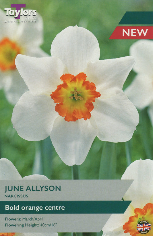 Taylors Bulbs June Allyson Narcissus Daffodil