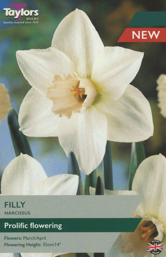 Taylors Bulbs Filly Narcissus Daffodil