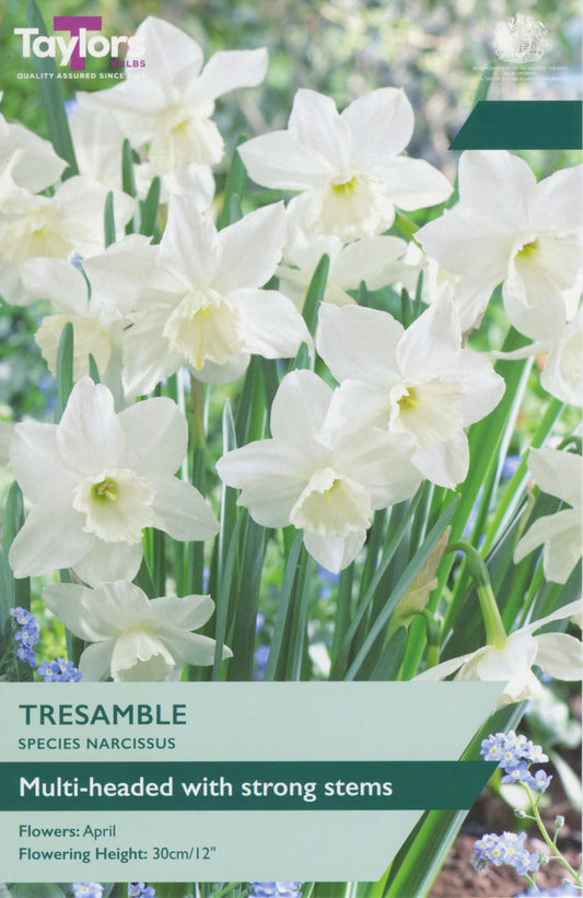 Narcissi Tresamble