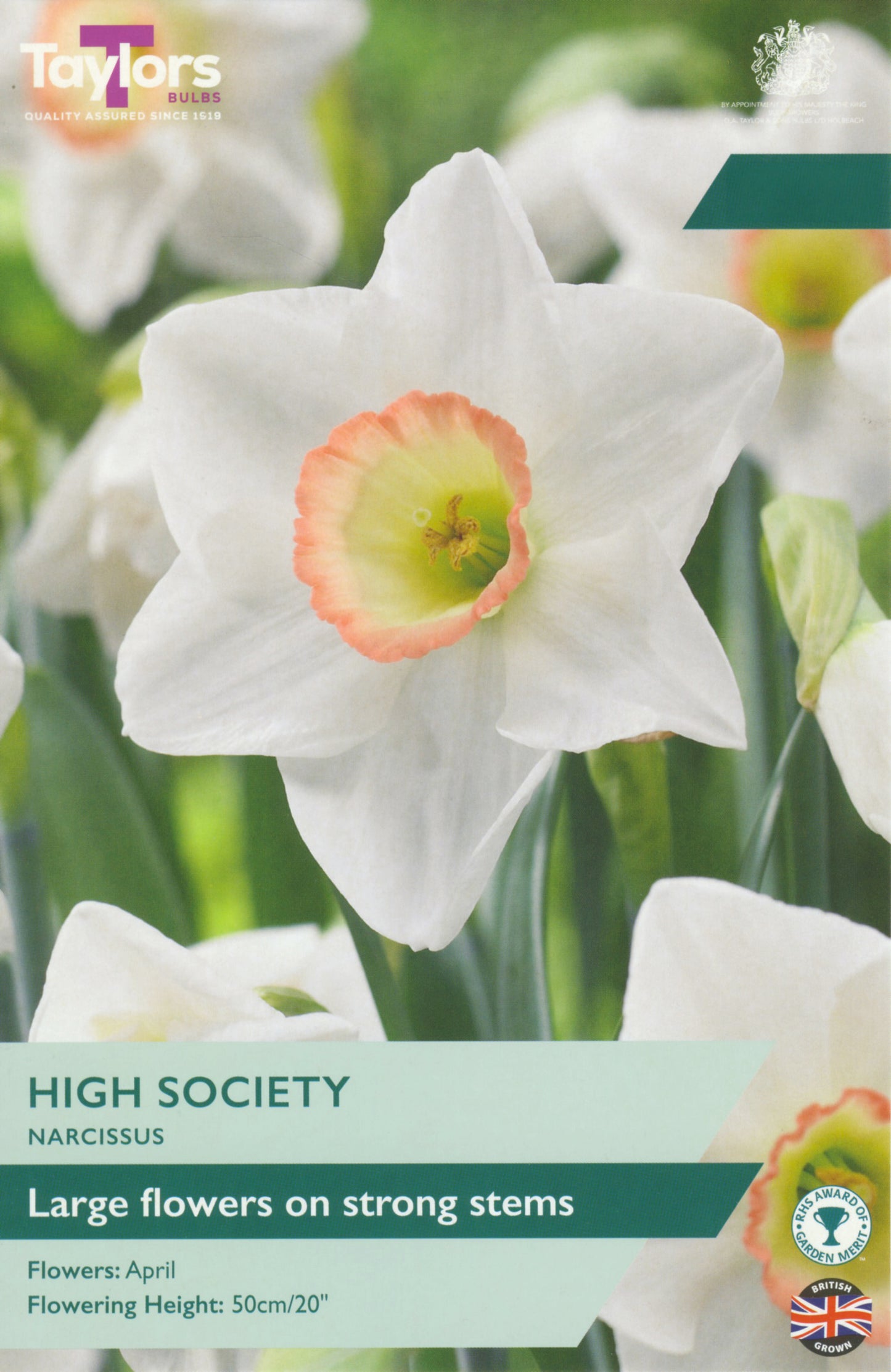 Taylors Bulbs - Narcissi High Society - 12-14